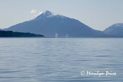 Two humpback whales blowing, Juneau, AK