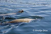 Stellar sea lions cavorting near our boat, Juneau, AK