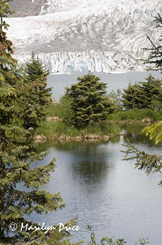 Mendenhall Glacier, Juneau, AK