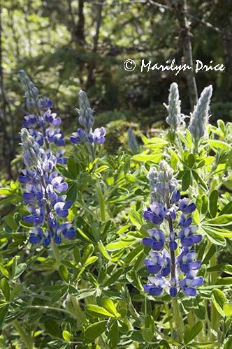 Subalpine lupin (Lupinus latifolius)