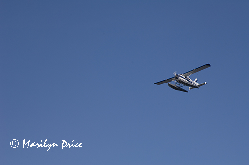 Sea plane landing, Ketchikan, Alaska