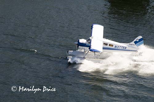 Sea plane landing, Ketchikan, Alaska