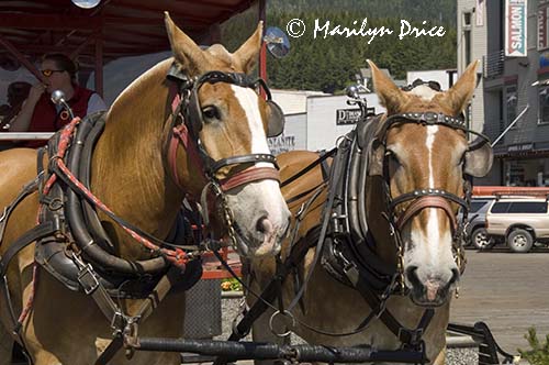 Belgian horses pulling the Seahorse Trolley, Ketchikan, AK