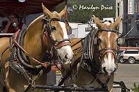 Belgian horses pulling the Seahorse Trolley, Ketchikan, AK