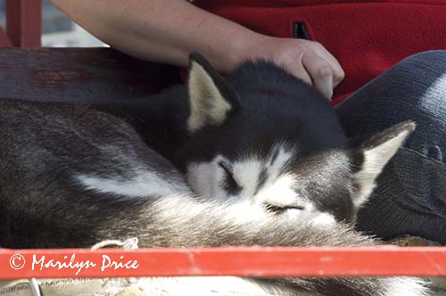 Alaskan husky, mascot of the Seahorse Trolley, Ketchikan, AK