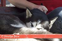 Alaskan husky, mascot of the Seahorse Trolley, Ketchikan, AK