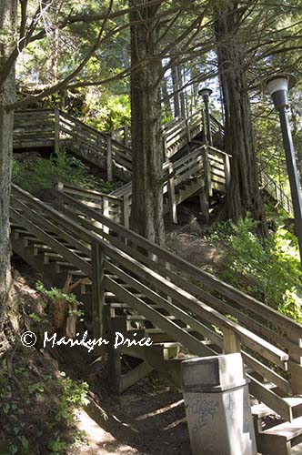 One of the stair roads leading to Married Man Trail, Ketchikan, AK