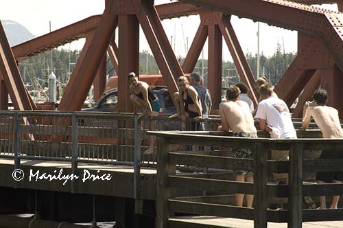 Crazy teens jumping into Ketchikan River, Ketchikan, AK