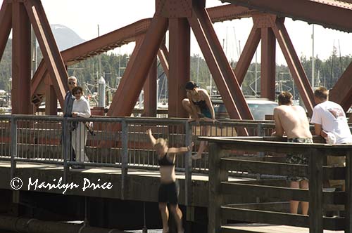 Crazy teens jumping into Ketchikan River, Ketchikan, AK
