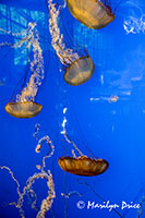 Jellyfish, Vancouver Aquarium, Vancouver, BC