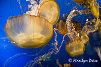 Jellyfish, Vancouver Aquarium, Vancouver, BC