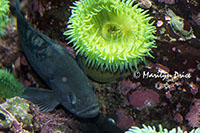 Sea anemones, Vancouver Aquarium, Vancouver, BC