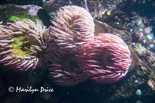 Sea anemones, Vancouver Aquarium, Vancouver, BC