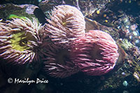 Sea anemones, Vancouver Aquarium, Vancouver, BC