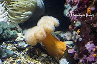 Sea anemones, Vancouver Aquarium, Vancouver, BC