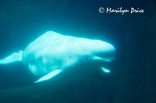 Beluga whale, Vancouver Aquarium, Vancouver, BC