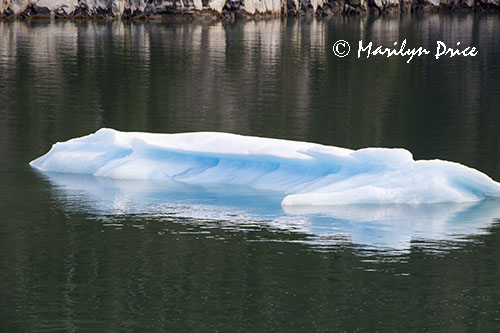 Calved ice, Tracy Arm, AK