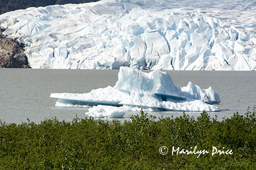 Mendenhall Glacier, Juneau, AK