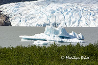 Mendenhall Glacier, Juneau, AK