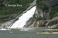 Waterfall, Mendenhall Glacier, Juneau, AK