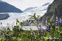 Mendenhall Glacier, Juneau, AK