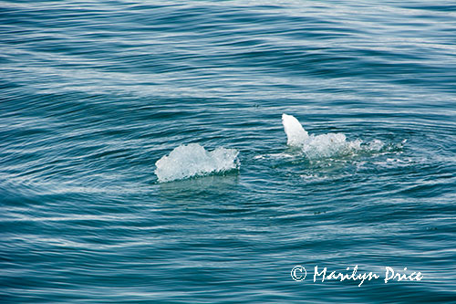 Growler ice, Yakutat Bay, AK