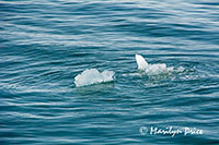 Growler ice, Yakutat Bay, AK