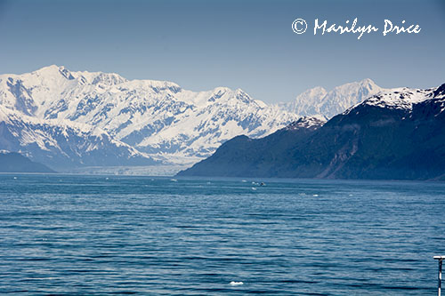 Hubbard Glacier and growler ice, Yakutat Bay, AK