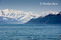 Hubbard Glacier and growler ice, Yakutat Bay, AK