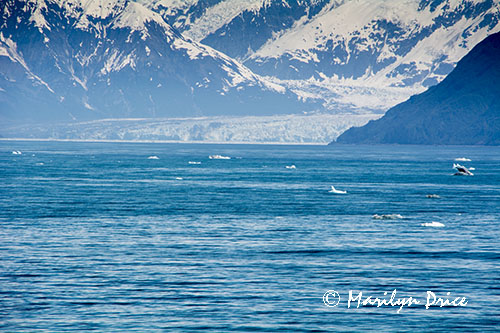 Hubbard Glacier and growler ice, Yakutat Bay, AK
