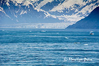 Hubbard Glacier and growler ice, Yakutat Bay, AK