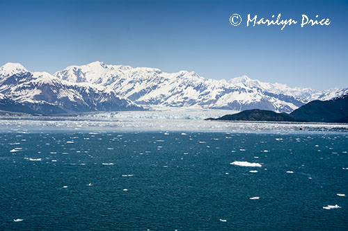 Hubbard Glacier and growler ice, Yakutat Bay, AK