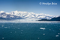 Hubbard Glacier and growler ice, Yakutat Bay, AK