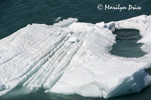 Growler ice, Yakutat Bay, AK