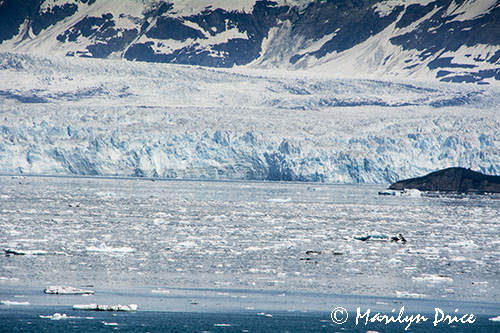 Hubbard Glacier and growler ice, Yakutat Bay, AK