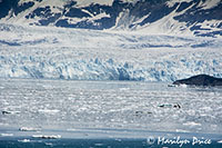 Hubbard Glacier and growler ice, Yakutat Bay, AK