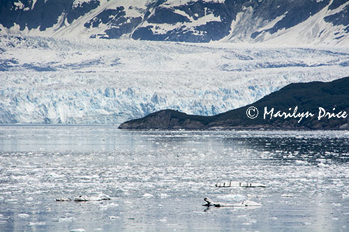 Hubbard Glacier and growler ice, Yakutat Bay, AK