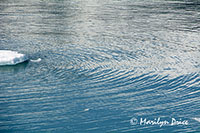Growler ice, Yakutat Bay, AK
