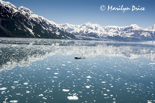 Mountains reflected among the ice pieces, Yakutat Bay, AK