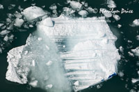 Growler ice, Yakutat Bay, AK