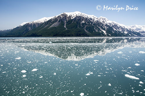 Mountains reflected among the ice pieces, Yakutat Bay, AK