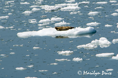 Harbor seal on the growler ice, Yakutat Bay, AK