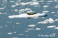 Harbor seal on the growler ice, Yakutat Bay, AK