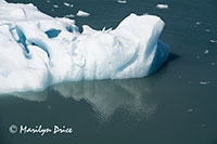 Growler ice, Yakutat Bay, AK