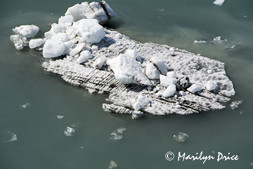 Growler ice, Yakutat Bay, AK