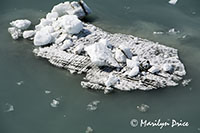 Growler ice, Yakutat Bay, AK