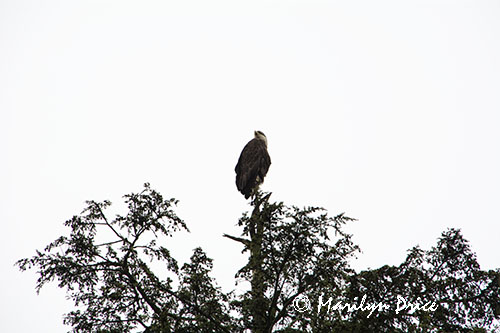 Bald Eagle just outside of the Alaska Raptor Center, Sitka, AK
