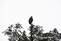 Bald Eagle just outside of the Alaska Raptor Center, Sitka, AK