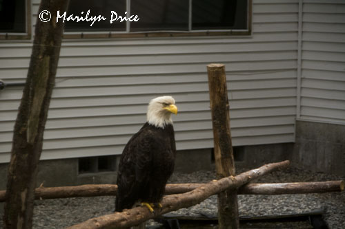Bald Eagle in the flight rehab portion of the Alaska Raptor Center, Sitka, AK