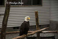 Bald Eagle in the flight rehab portion of the Alaska Raptor Center, Sitka, AK